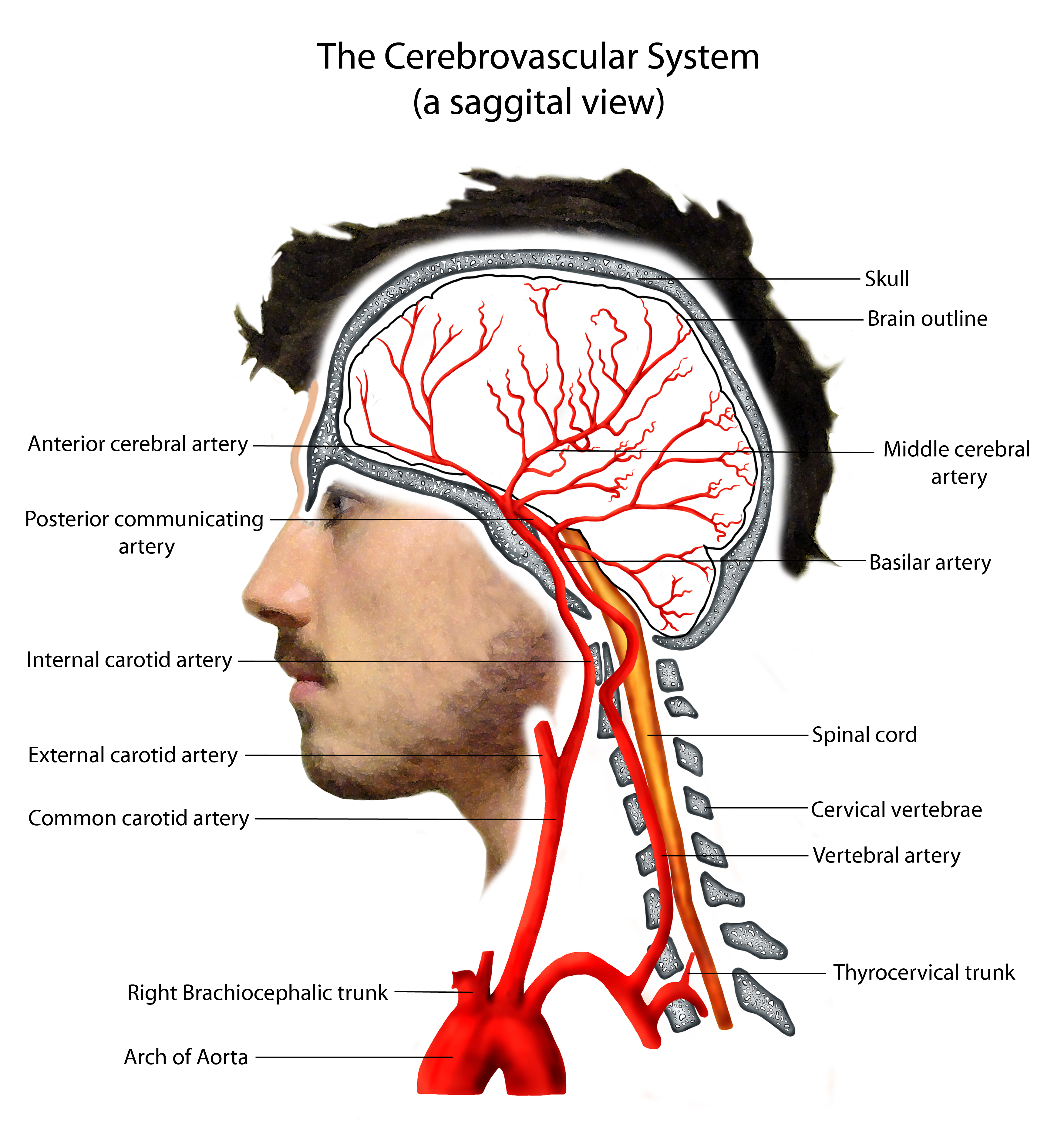 Кровеносные сосуды головного мозга анатомия